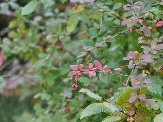 red currant bush