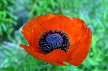 red poppy in a field