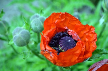 red poppy flower