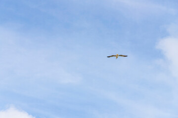 Gaviota en el cielo en Portugal