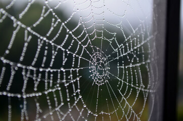 spider on web