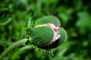 Obraz premium close up of a flower