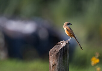 A Long tail Shrike looking back