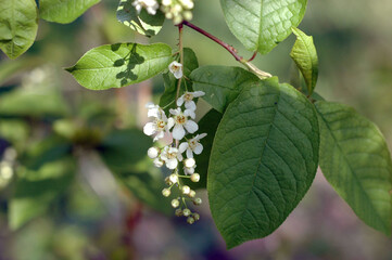 leaves on a branch