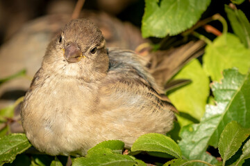 Sparrow in natural environment