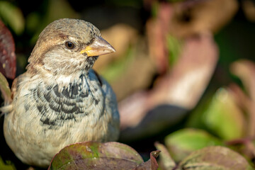 Sparrow in natural environment