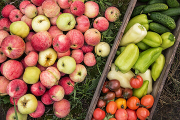 Organic vegetables and fruit, autumn fall harvest on grass in garden. Freshly harvested colorful apples, tomato, pepper and cucumber close up