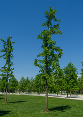 Ginkgo tree (Ginkgo biloba) or gingko with brightly green new leaves in Public landscape city park Krasnodar or Galitsky Park. Sunny spring.