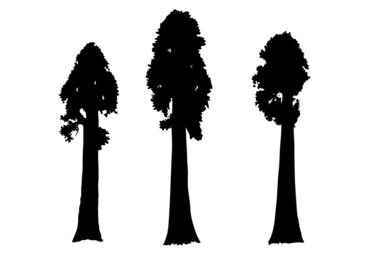 Sequoia trees illustration. giant sequoia; also known as giant redwood, Sierra redwood, Sierran redwood, Wellingtonia or simply big tree. Various shapes. Vector.