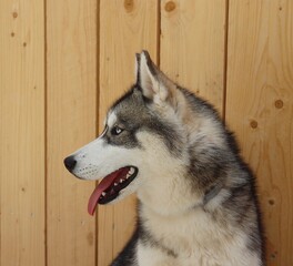 siberian husky dog