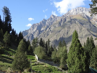 Fototapeta na wymiar Mountain with lush green tall trees in Pakistan