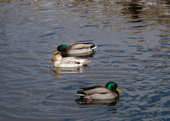 One leucistic (albino) female mallard duck swimming between two male mallard ducks in usual plumage color