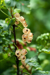 Currants growing on the bush