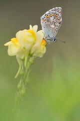Common Blue butterfly on flower (Polyommatus icarus)