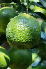 Fresh ripe tangerine orange on the tree in the orange garden orchard.