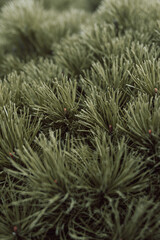 Fresh green needles of a coniferous tree. Natural organic texture. Christmas and New year background. Copy space