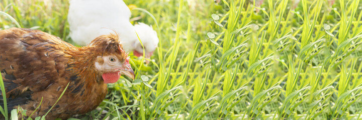 Banner Two cute brown and white hens graze on farm and nibble grass. Poultry, farming, farm,...