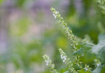 Fototapeta premium Selective focus of Perilla flower on branch. Japanese herb