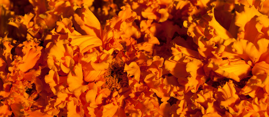 Photo for El Día de Muertos and Halloween with traditional attributes