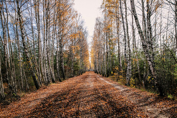  wide alley of birch trees covered with yellow leaves 