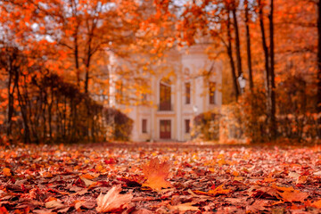 Colorful landscape, golden autumn, orange-yellows on the trees and fallen leaves in the park.