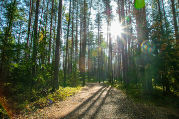 Landscape of an autumn forest