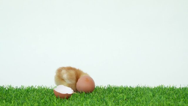 The chick has hatched from an egg. Bird in shell. A funny video. Poultry farm and healthy pets. Chickens and roosters. Little chicks. Broken egg shell.