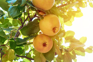 Ripe yellow quince fruits on a tree in the garden under the bright rays of the sun. Quince (Cydonia oblonga) is a member of the genus Cydonia in the Rosaceae family (which also contains apples, pears)