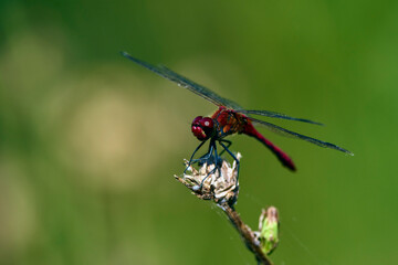 Dragonfly, Macro dragonfly, dragonfly , insect, animal, nature,macro,bug.