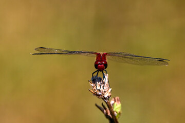 Dragonfly, Macro dragonfly, dragonfly , insect, animal, nature,macro,bug.