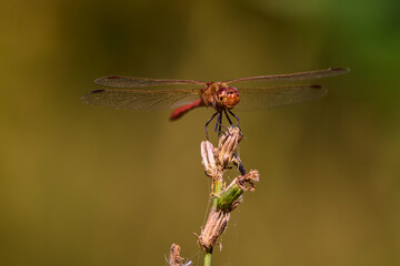 Dragonfly, Macro dragonfly, dragonfly , insect, animal, nature,macro,bug.