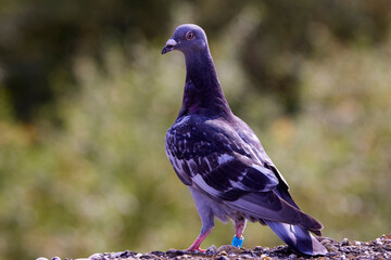 portrait with a pigeon in close up