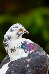 portrait with a pigeon in close up