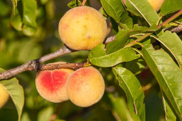 three peaches on a branch in the sunset sunlight