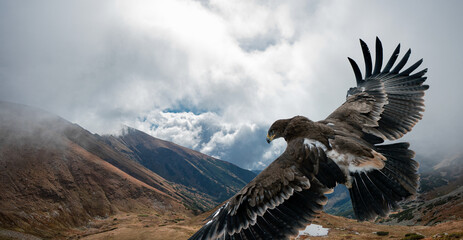 Naklejka premium An eagle flying high over a mountain landscape under a cloudy sky. 