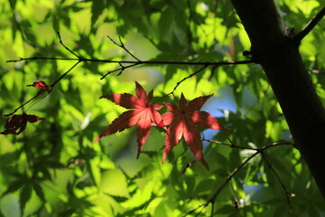 red maple leaves