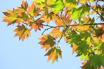 autumn maple leaves