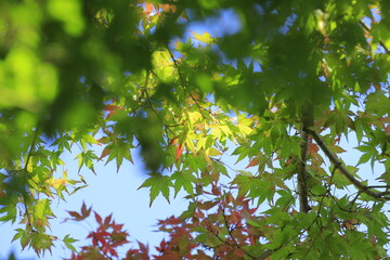 green leaves on a sunny day