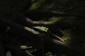 crocodile in the forest