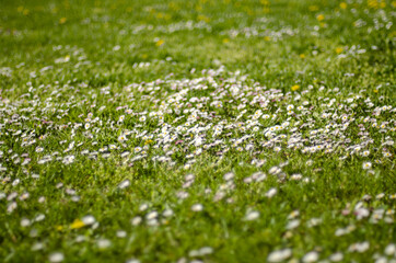 Naklejka premium white daisies in the grass in the garden background