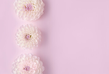 Trendy abstract image of white flowers on trendy lilac background in flat lay style for decoration design. Romantic holiday concept. Beautiful pink gift card with copy space.