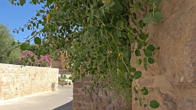 Midyat, Mardin, Turkey - 10th of June 2021: 4K Caper plant on the medieval wall of Midyat
