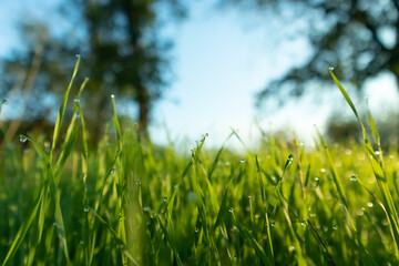 Spring season sunny morning in the garden, lawn with drops of water dew. Lawn blur with soft light for background.