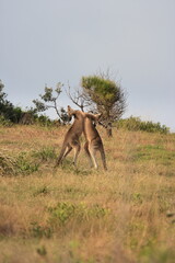 Naklejka premium two male kangaroos boxing fighting. Australia