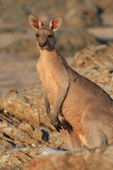 kangaroo standing on the beach and rocks. Australia