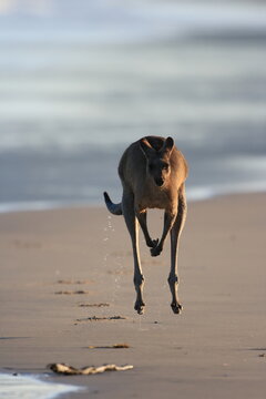 kangaroo jumping on the beach. New South Wales. Australia