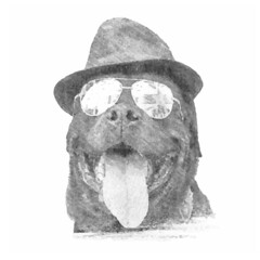 Pencil portrait of a fashionable Rottweiler. Pet with hat and sunglasses. Vector illustration.