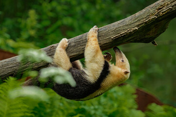 Young southern tamandua hanging under the branch - obrazy, fototapety, plakaty