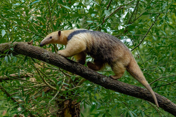 Young southern tamandua walking on the branch