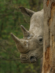 Obraz premium Southern white rhinoceros behind the tree